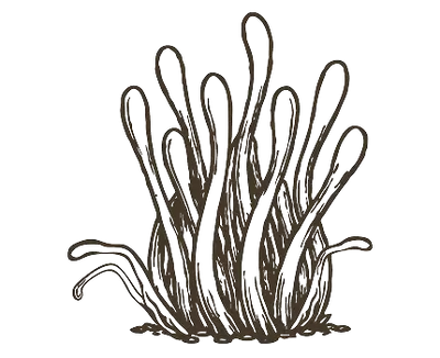 Cordyceps Mushroom