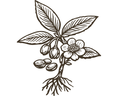 L-Theanine